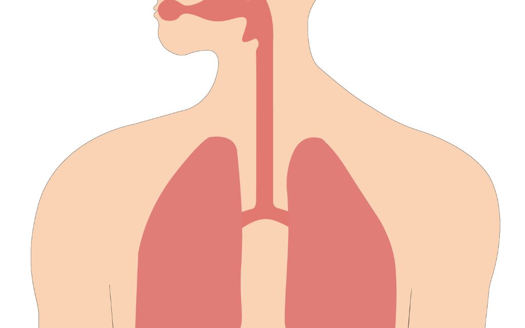adult lung anatomy
